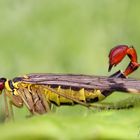 Skorpionsfliegen-Männchen