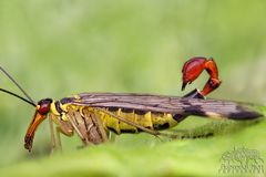 Skorpionsfliegen-Männchen