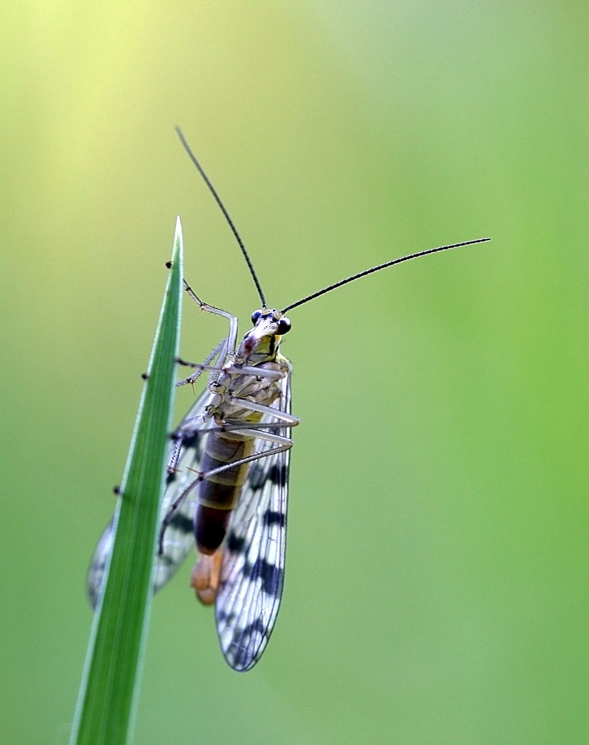 Skorpionsfliegen Männchen