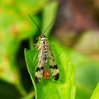 Skorpionsfliegen Männchen I