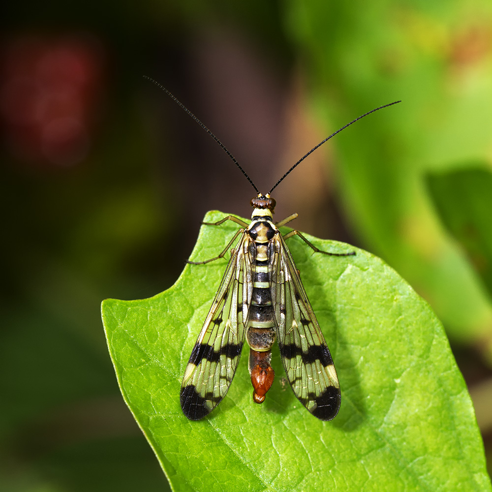 Skorpionsfliegen Männchen II