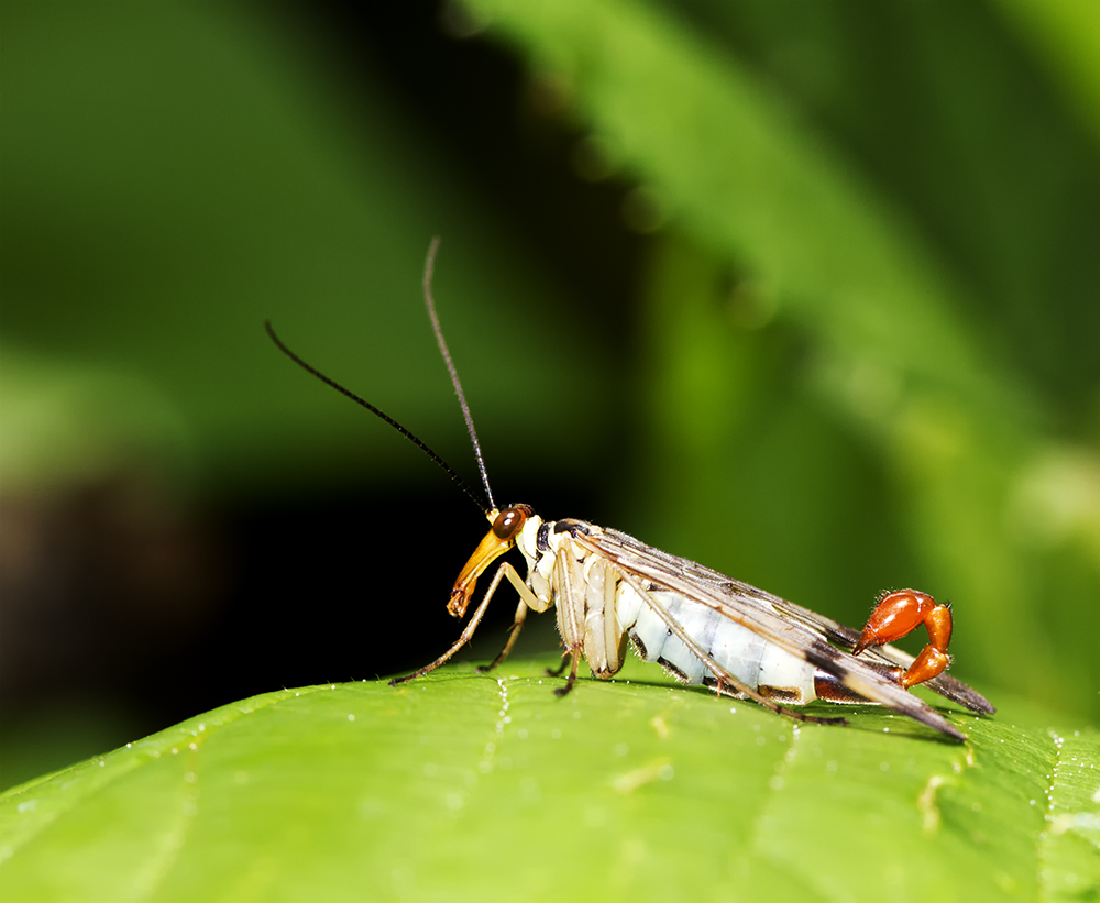 Skorpionsfliegen Männchen III