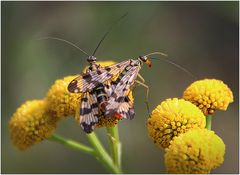 Skorpionsfliegen-Pärchen