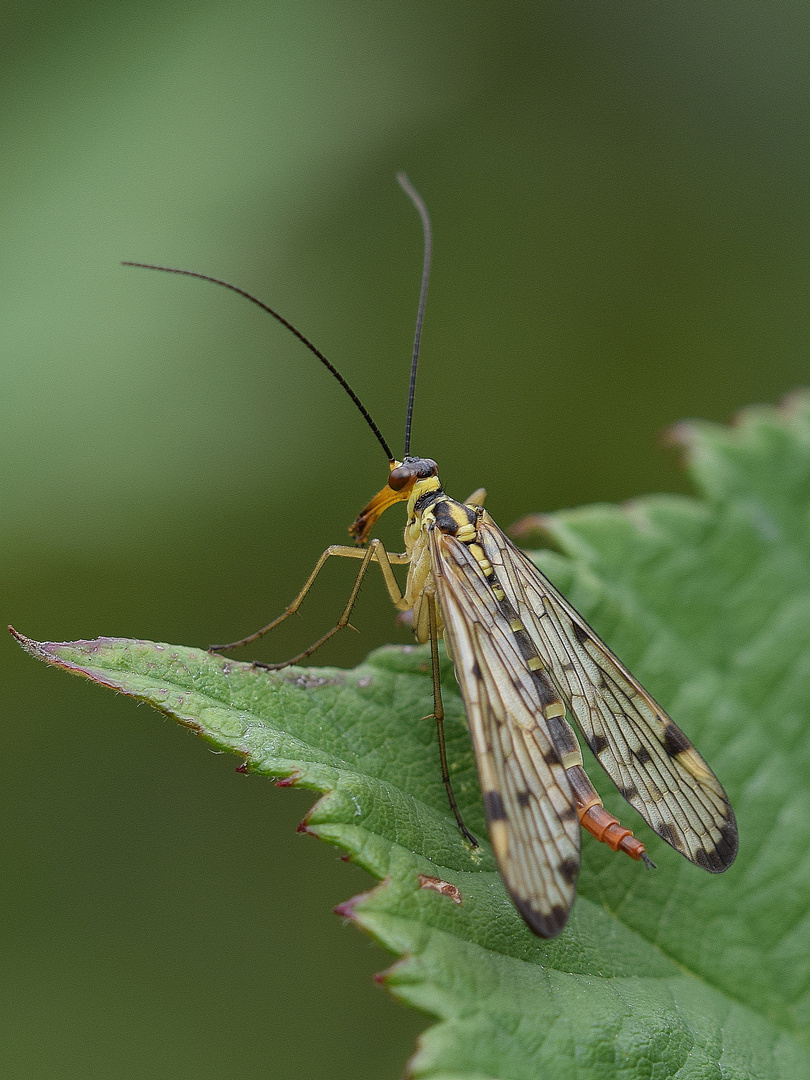 Skorpionsfliegen (Panorpa germanica)