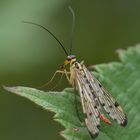 Skorpionsfliegen (Panorpa germanica)