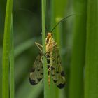 Skorpionsfliegen Weibchen