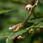 Skorpionsfliegen Weibchen