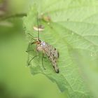 Skorpionsfliegen-Weibchen - die erste Aufnahme 2015