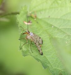 Skorpionsfliegen-Weibchen - die erste Aufnahme 2015