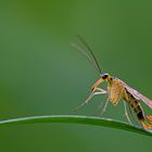 Skorpionsfliegenbock