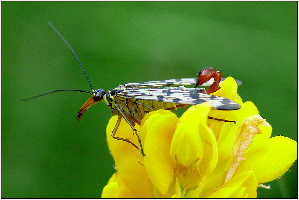 "Skorpionsfliegenmännchen"