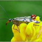 "Skorpionsfliegenmännchen"