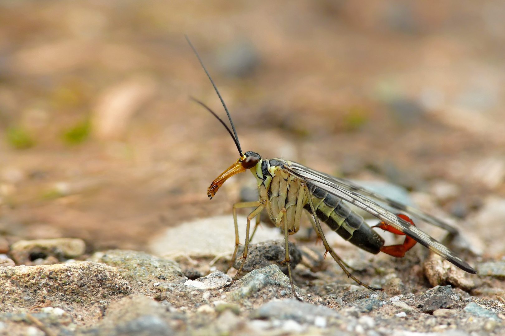 Skorpionsfliegenmann