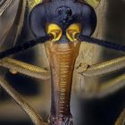 Skorpionsfliegenportrait