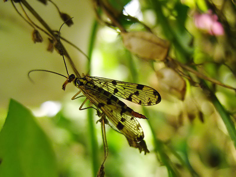 Skorpionsfliegenweibchen