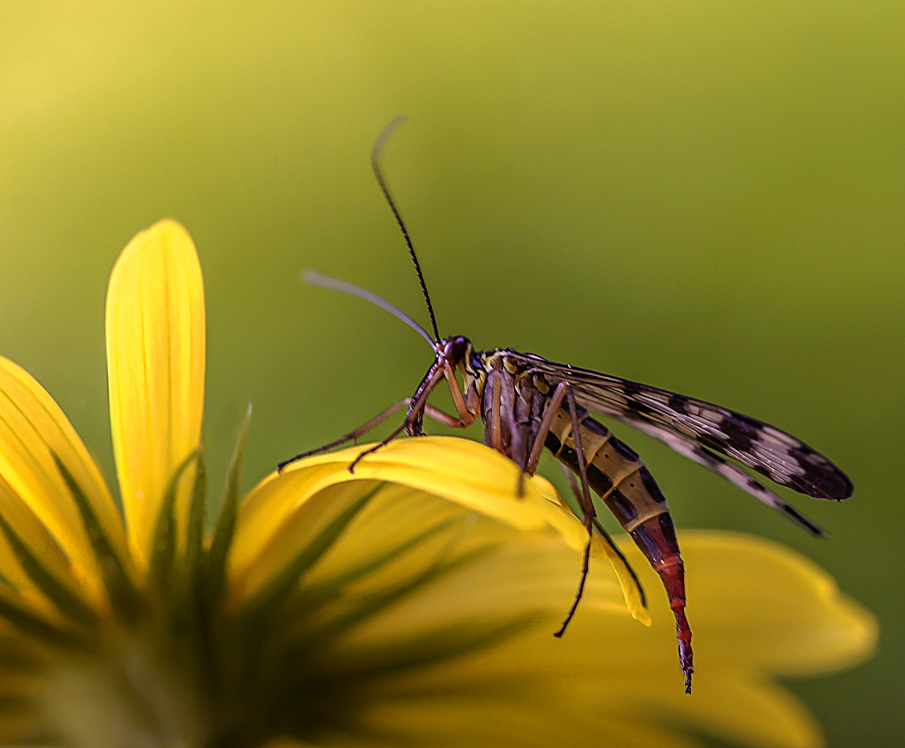 Skorpionsfliegenweibchen