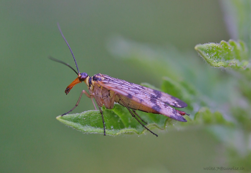 Skorpionsfliegenweibchen