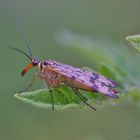 Skorpionsfliegenweibchen