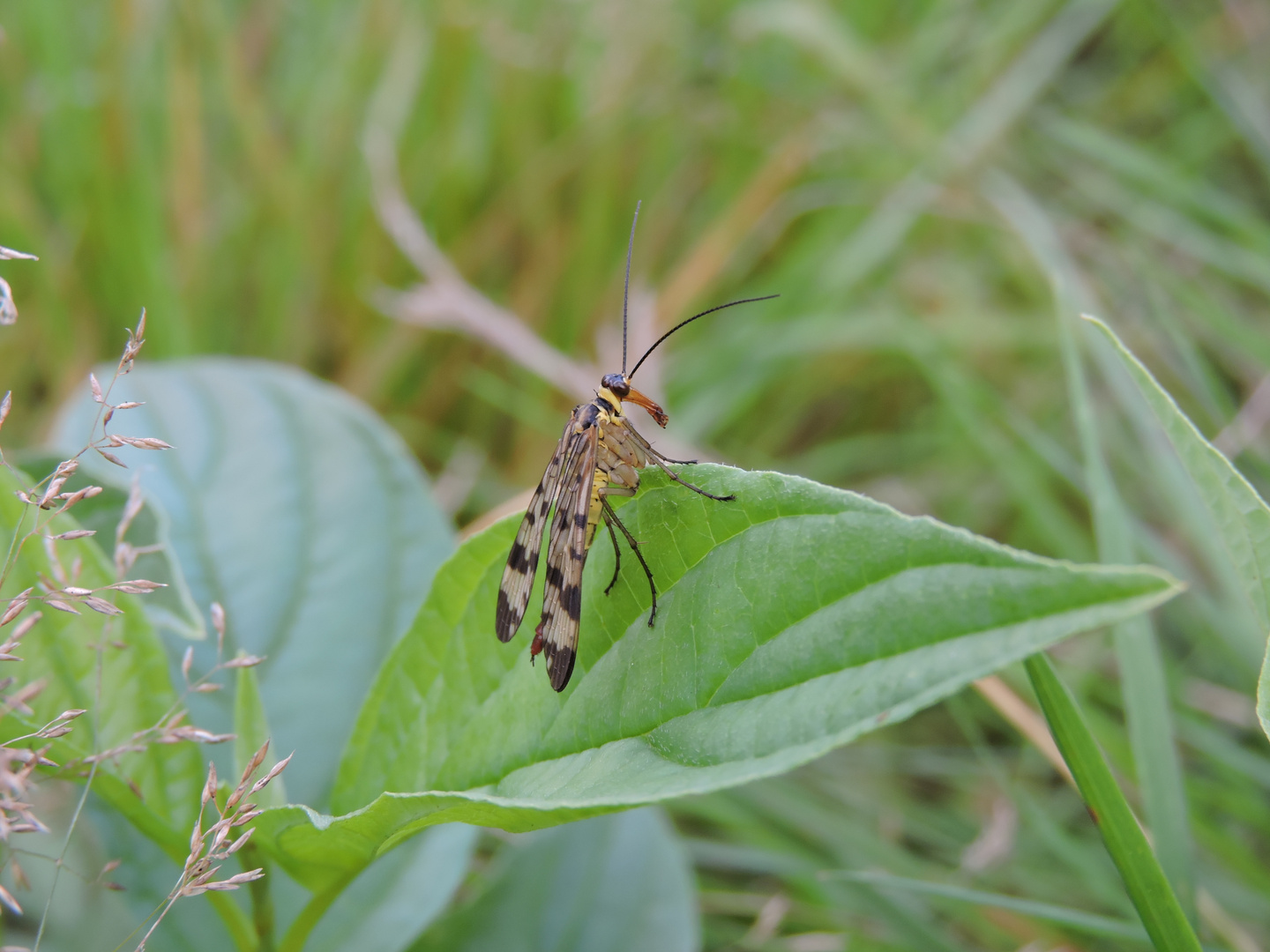 Skorpionsfliegenweibchen (Panorpa communis) 