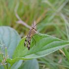 Skorpionsfliegenweibchen (Panorpa communis) 