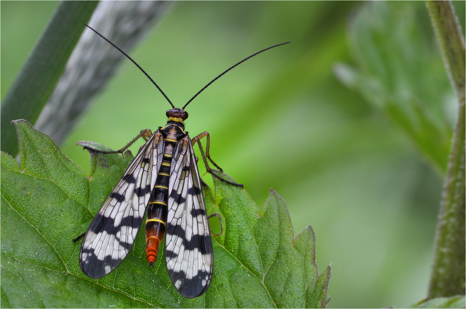 Skorpionsfliege/weiblich