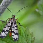 Skorpionsfliege/weiblich