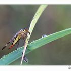 Skorpionsfliege....würde ich sagen, oder?