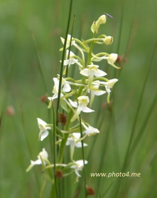 Skov-Gøgelilje (Platanthera chlorantha)