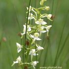 Skov-Gøgelilje (Platanthera chlorantha)