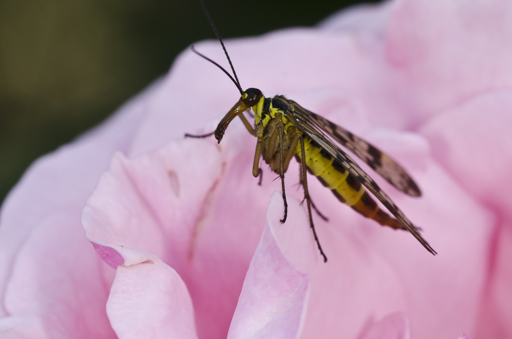 Skrpionsfliege (Panorpa communis)