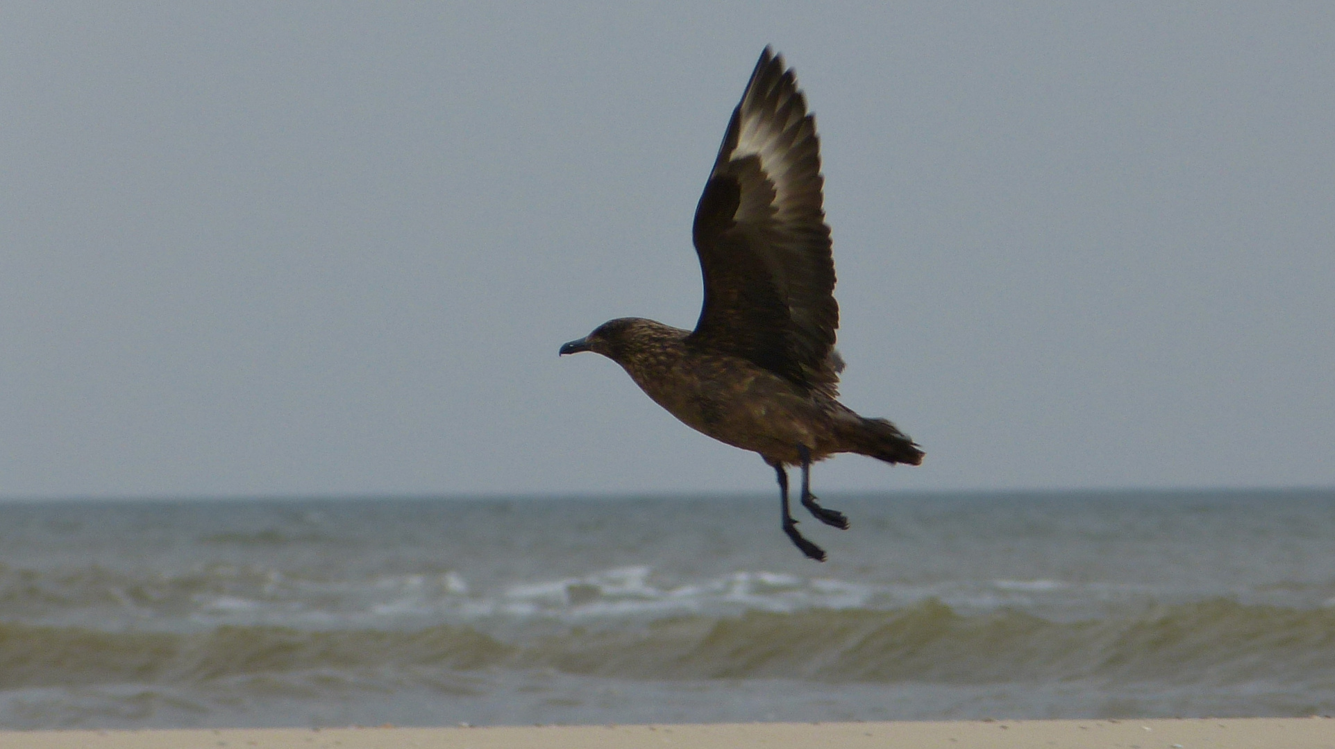 Skua