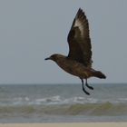 Skua