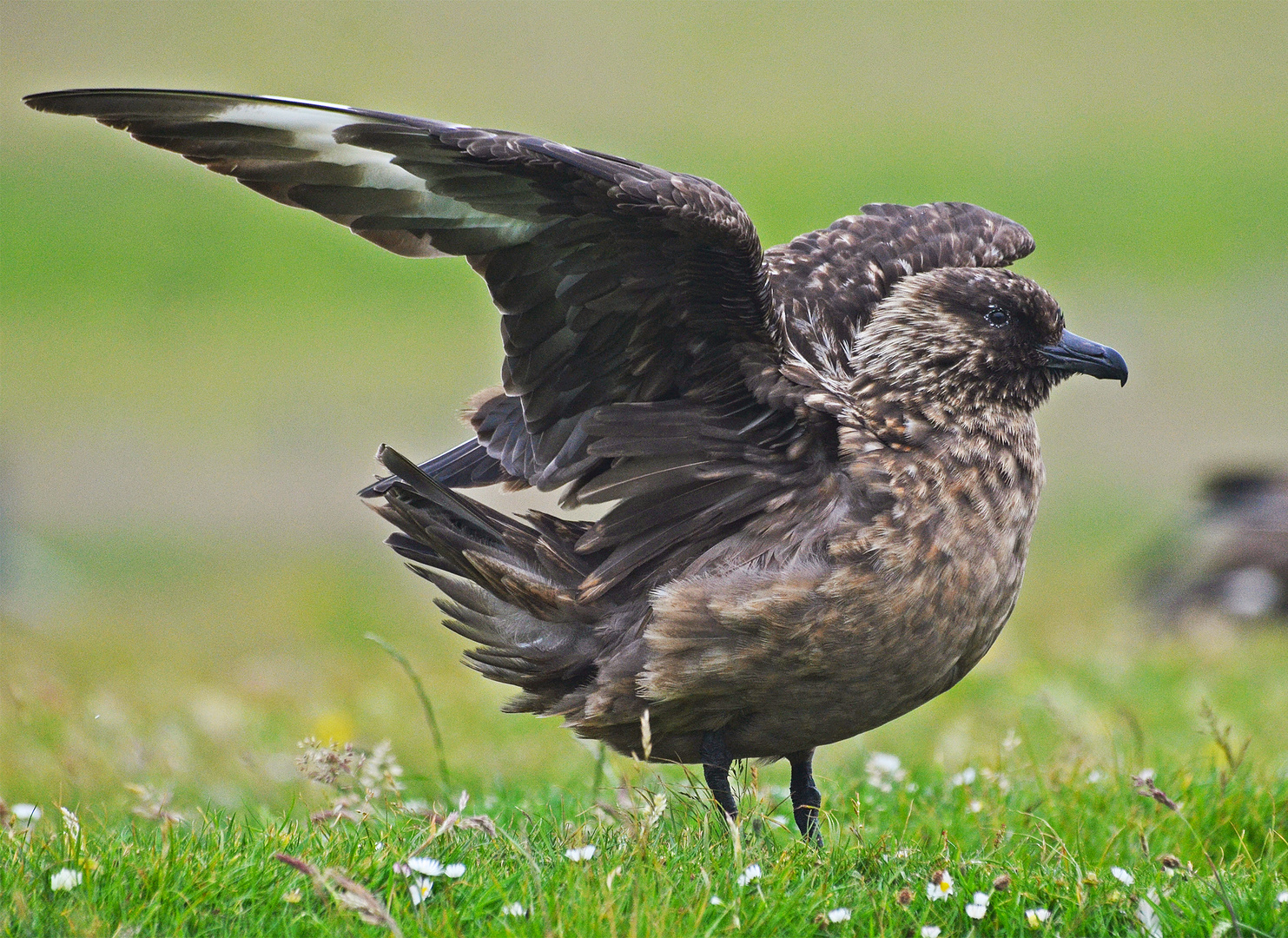 Skua