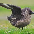 Skua