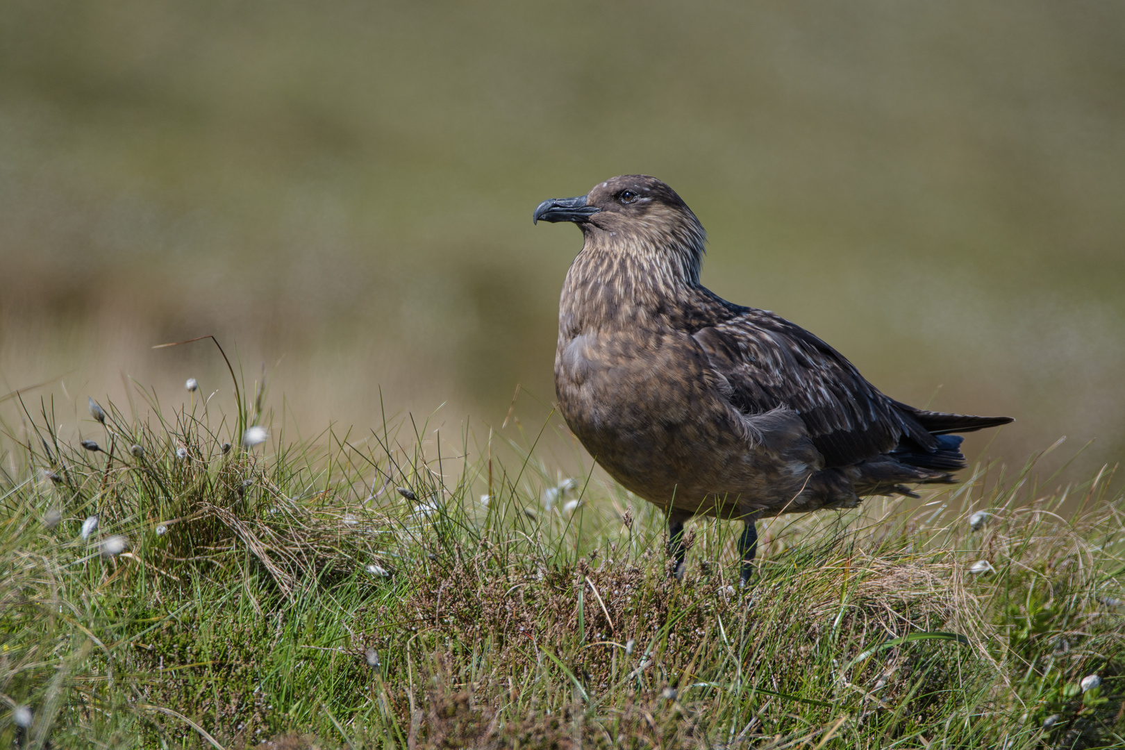 Skua