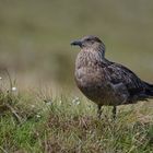 Skua