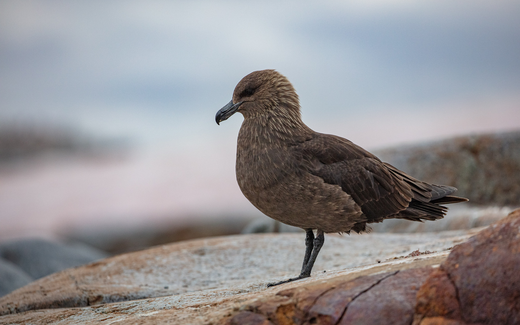 Skua