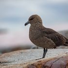 Skua