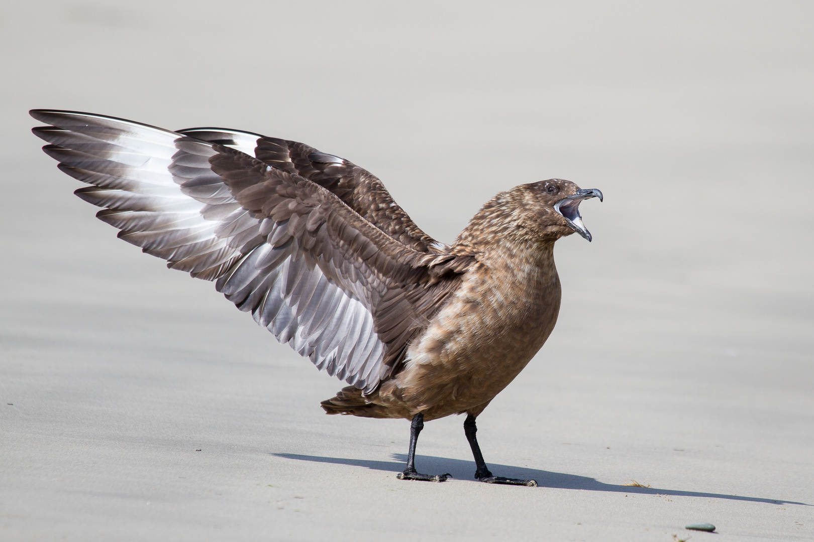 Skua