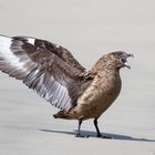 Skua