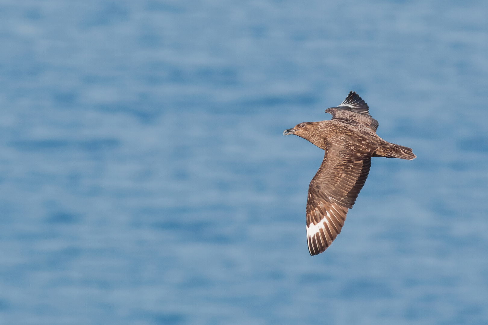 Skua