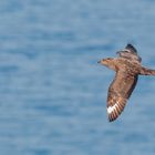 Skua