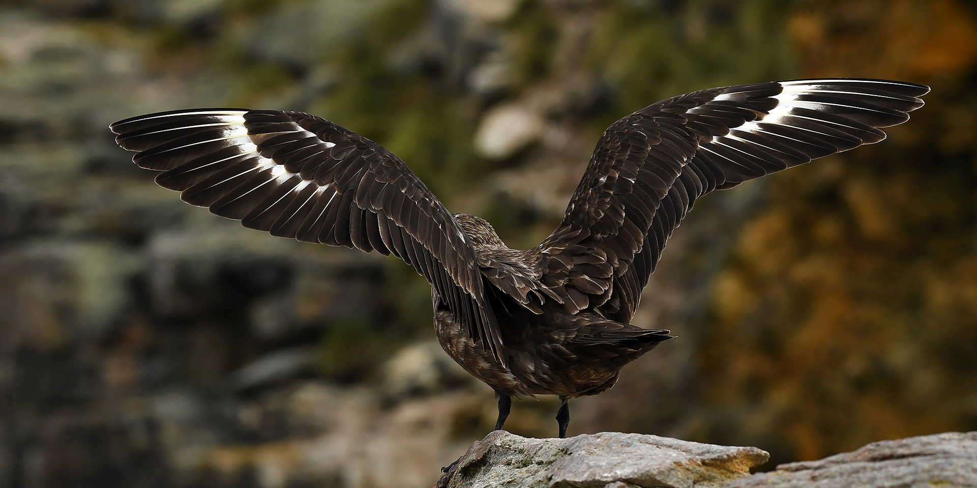 Skua