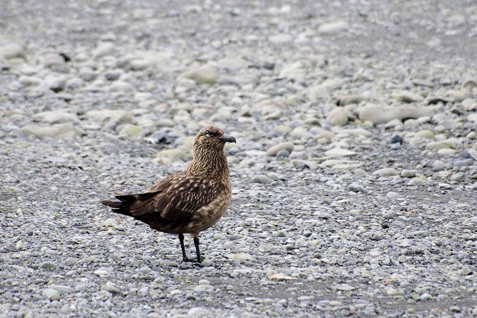 Skua