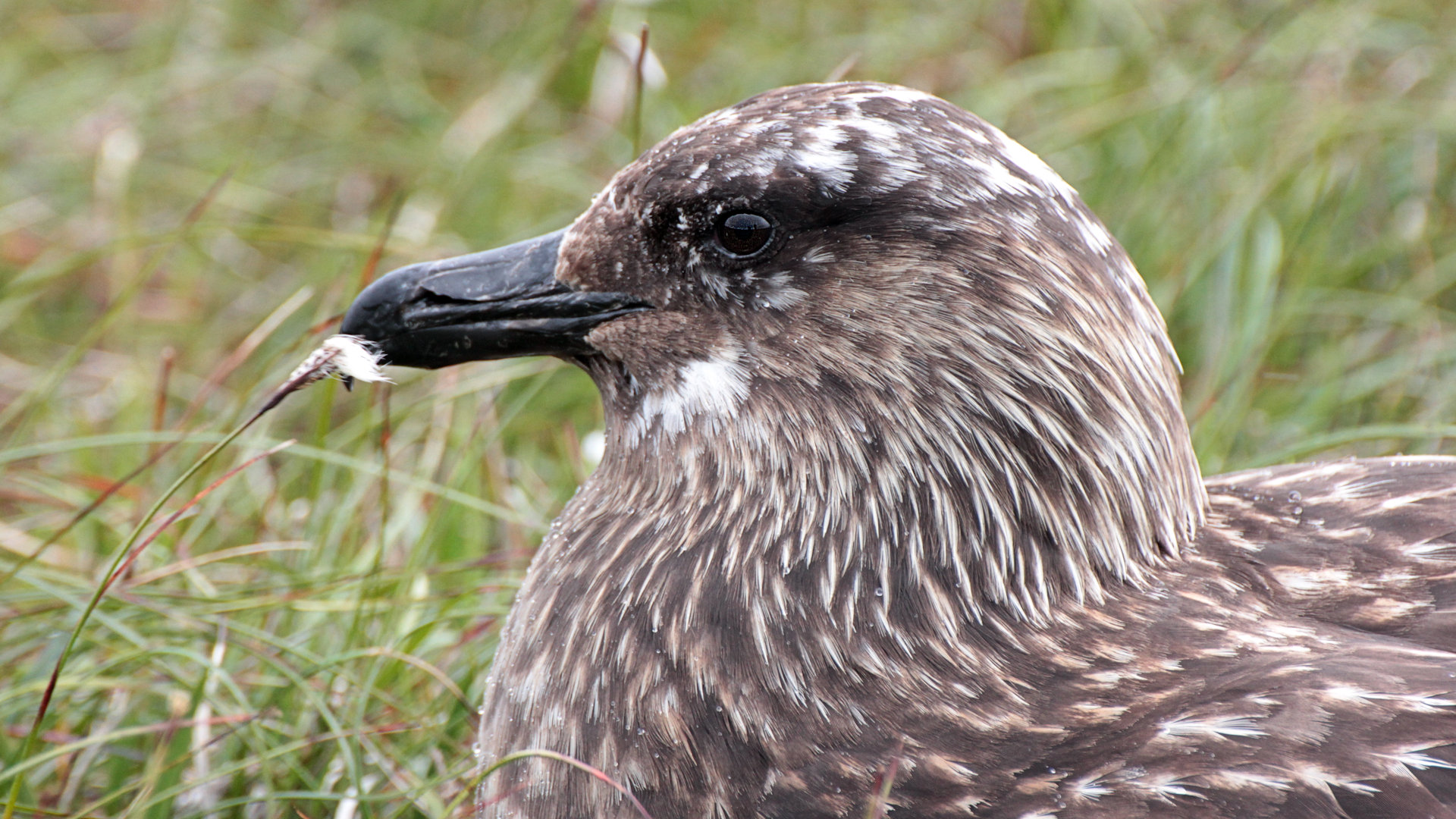 Skua