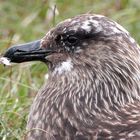 Skua