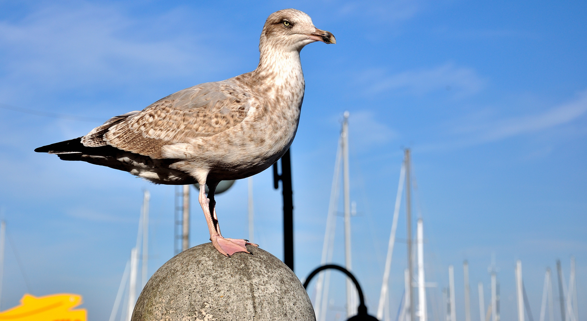 Skua ?