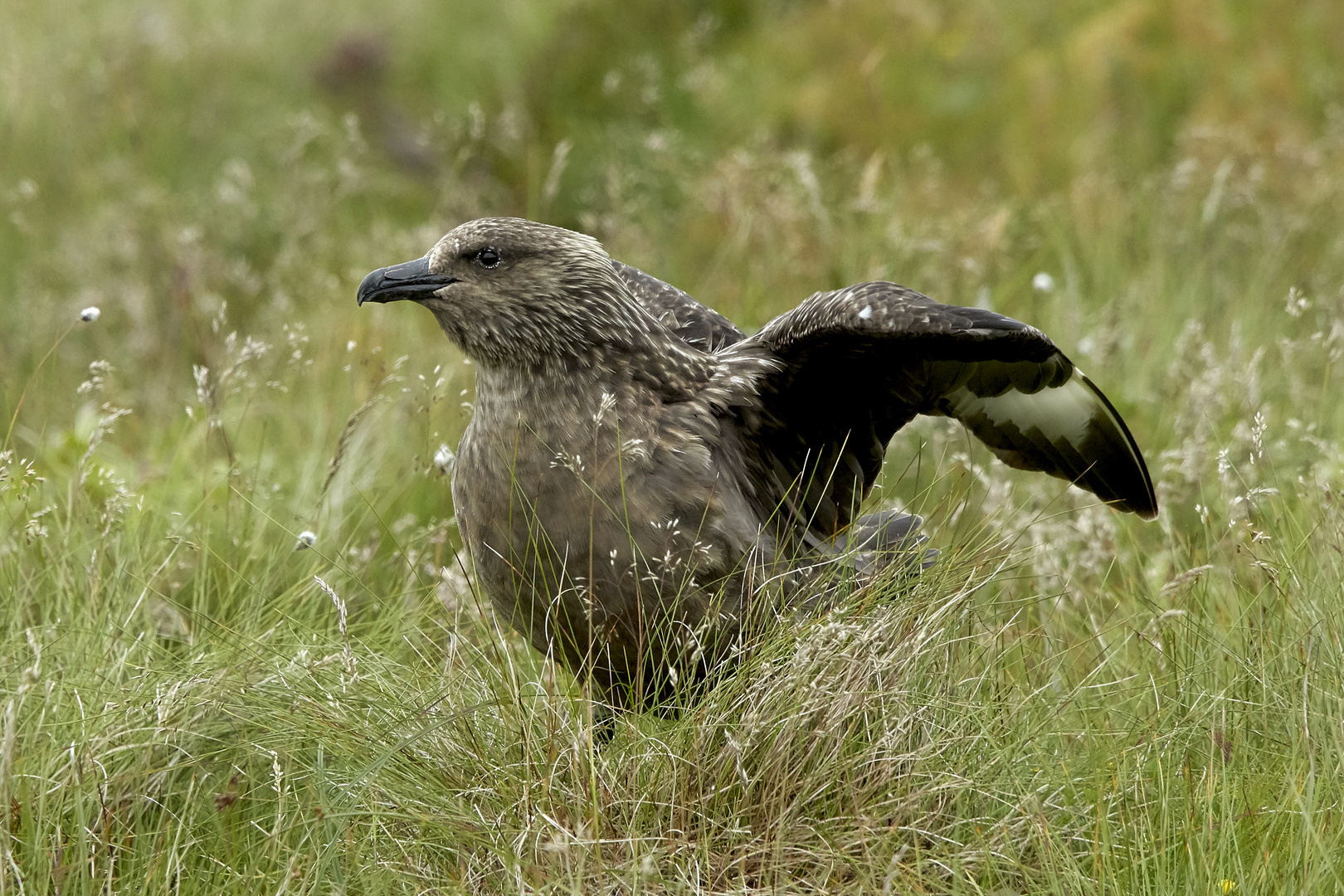 Skua