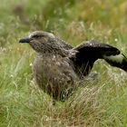 Skua