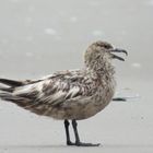 Skua